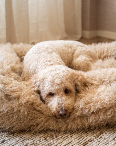 Hondenmand Tibetan Lamb Beige - Things I Like Things I Love